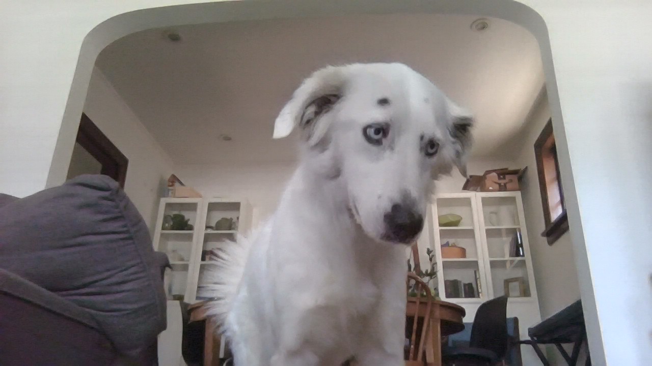My dog